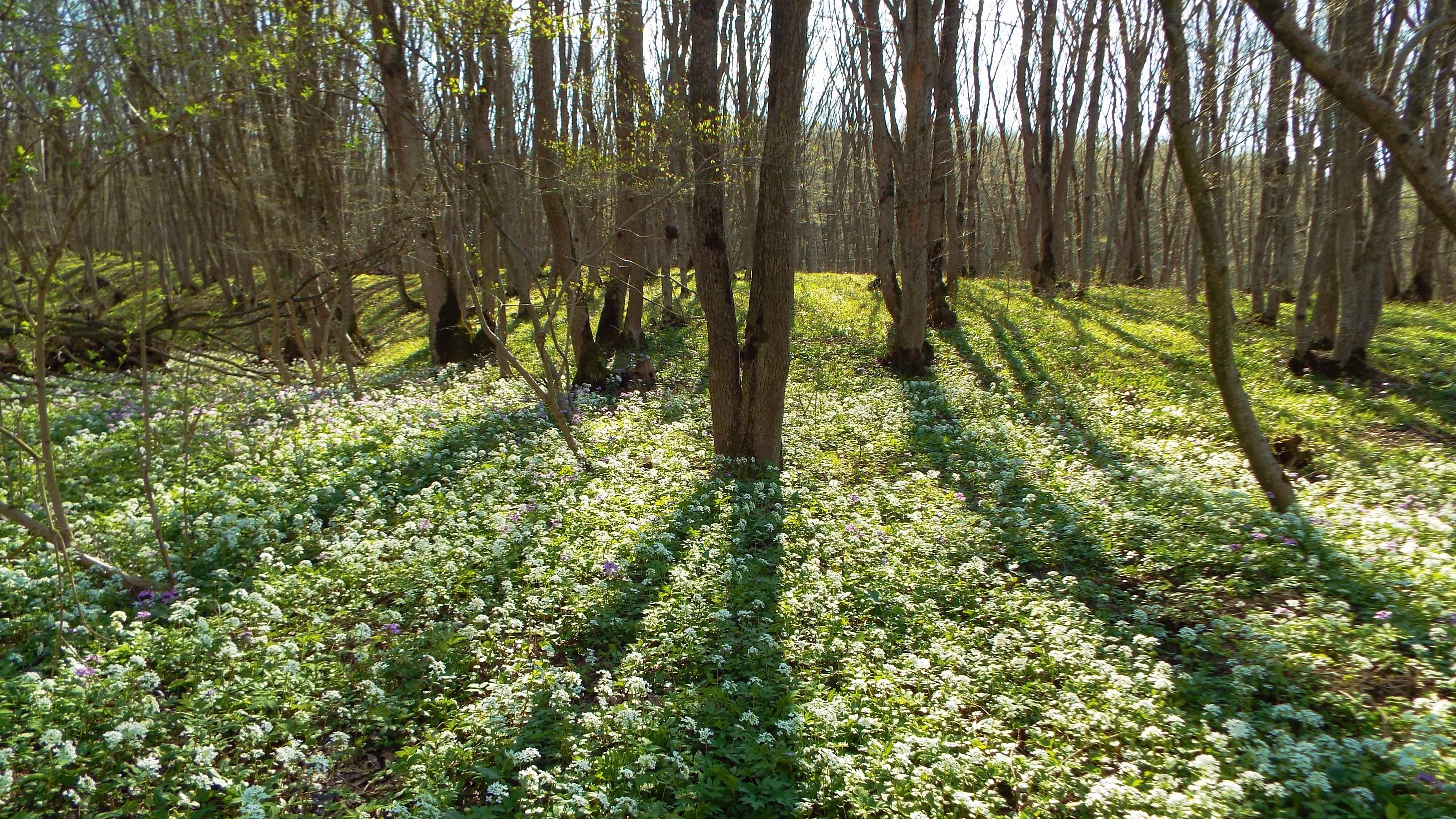Taman Forest в наши дни