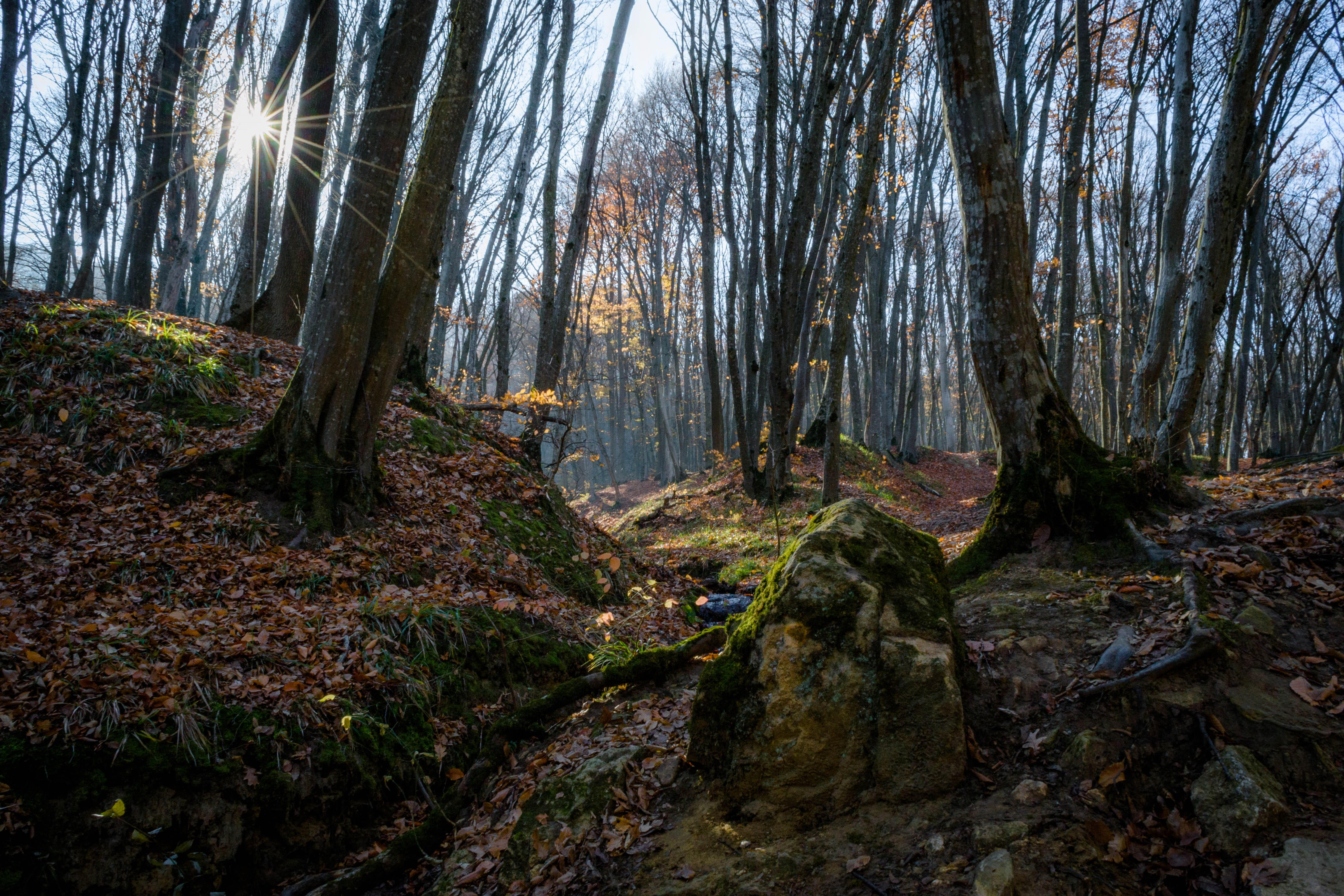 Taman Forest в старину